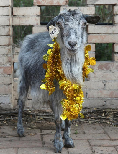 dd0ff0d905994a20a7989d9d56625451.jpg 8、2015年6月22日,克隆羊阳阳迎来15岁生日 (1).jpg